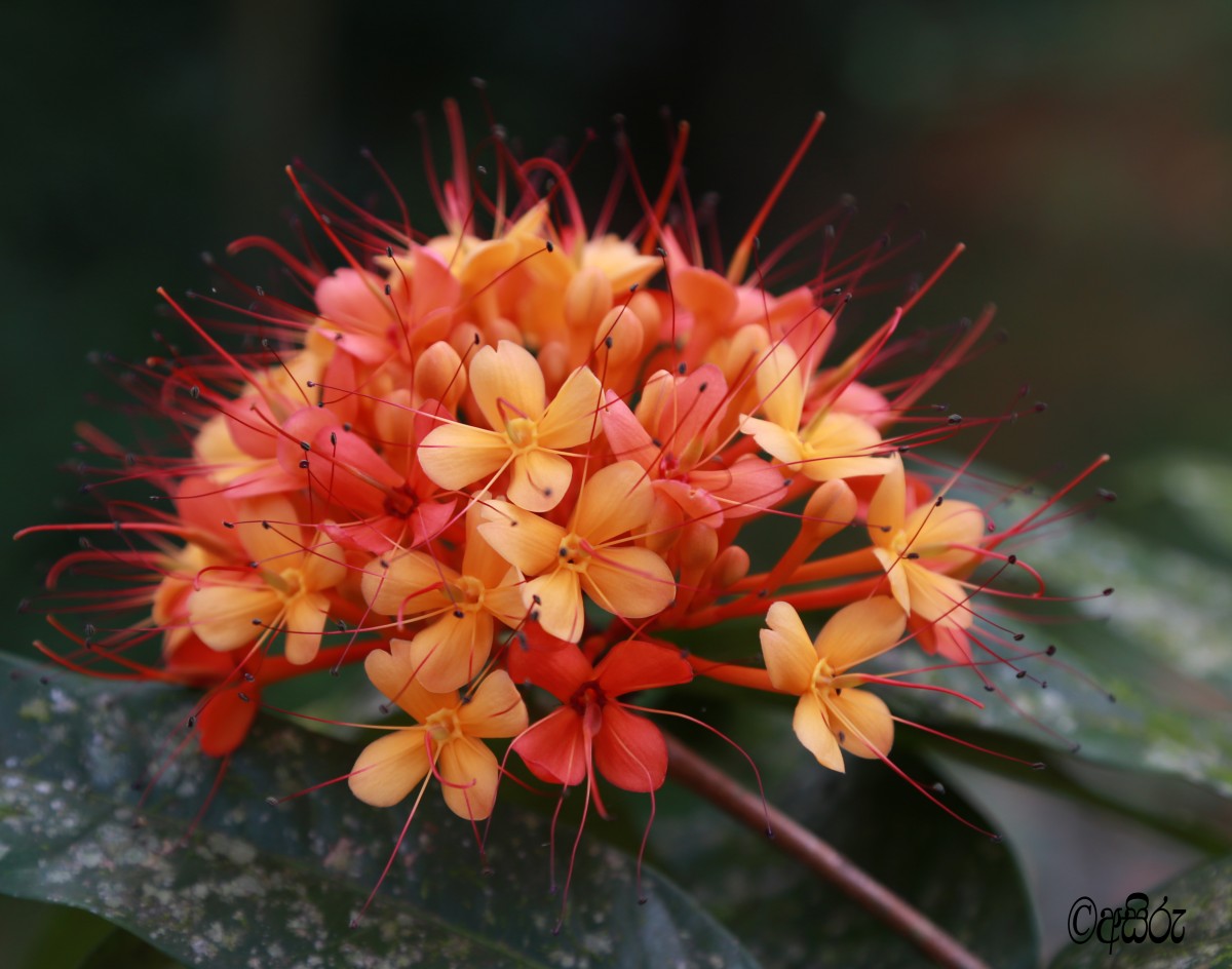 Saraca asoca (Roxb.) J.J.de Wilde